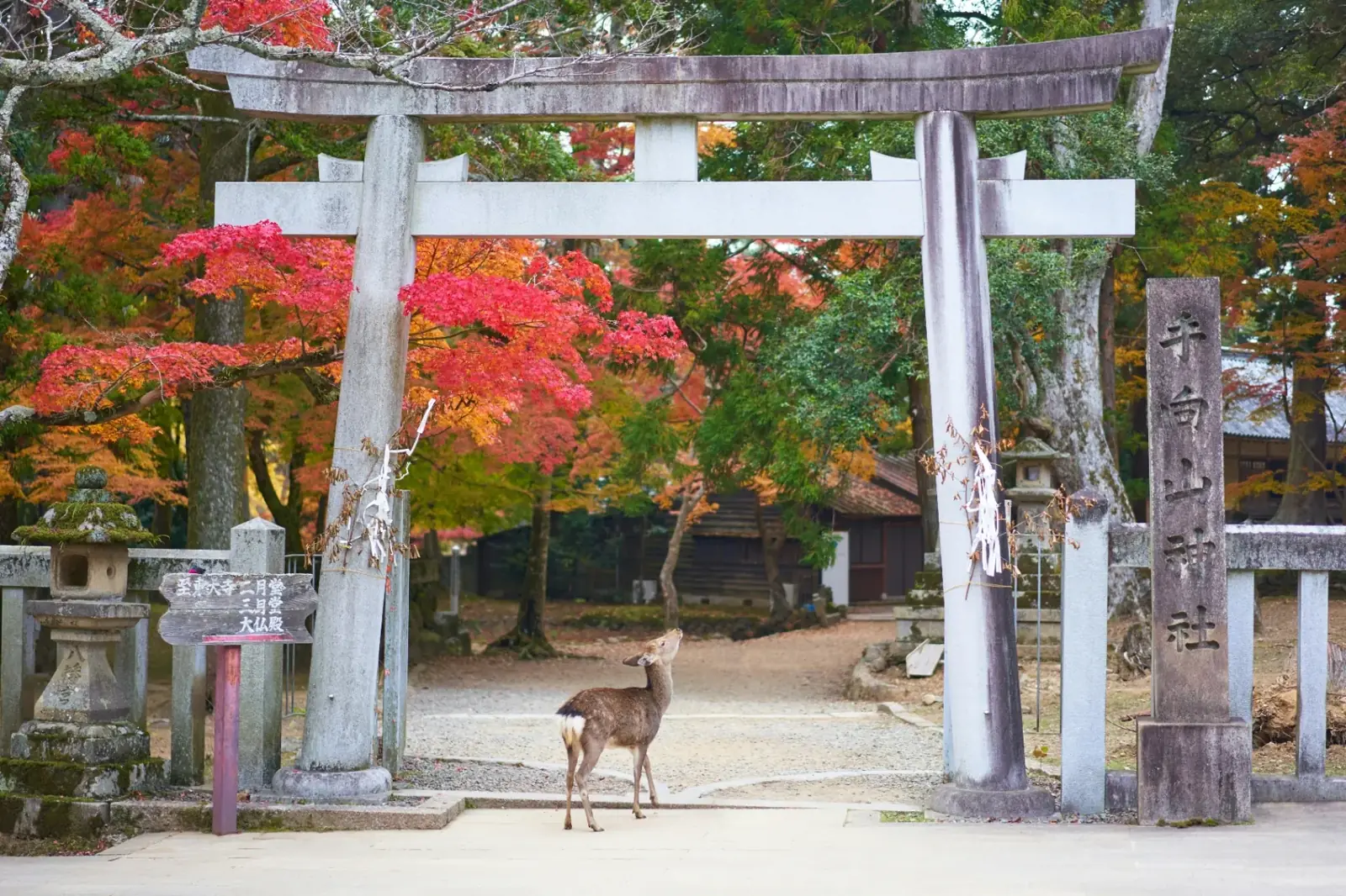 Nara Park & Deer