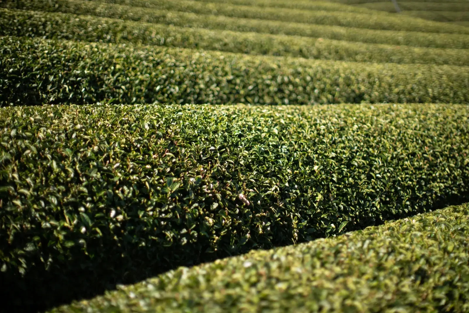 Uji Tea Plantations